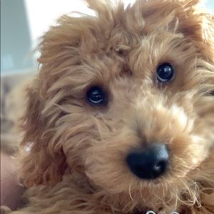 Meet your Posher, Avery